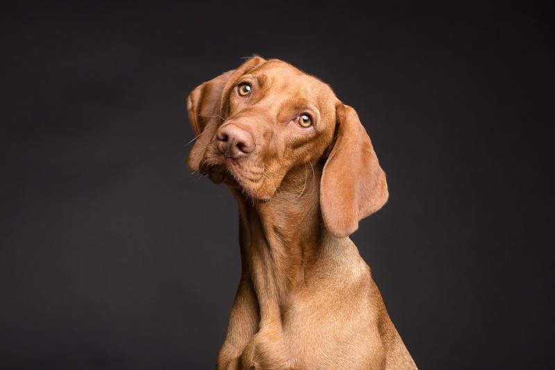 Beau chien pointer marron avec le regard incliné.