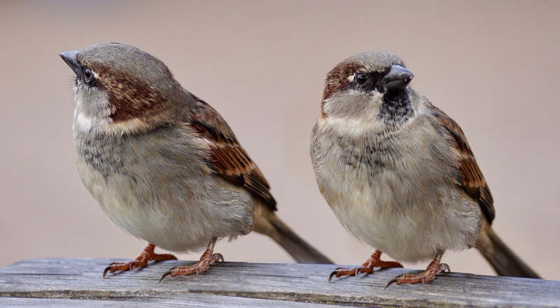 Deux moineaux posés sur un bout de bois.